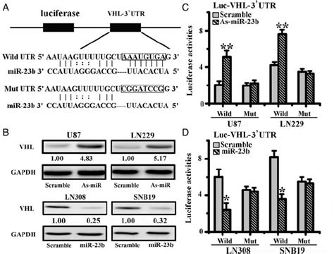 VHL Is A Direct Target Of MiR 23b In Glioma Cells A Diagram Of Seed