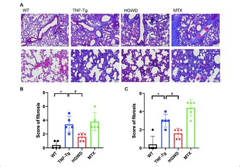 HGWD Reduces Lung Fibrosis In TNF Tg Mice A TNF Tg Mice Have