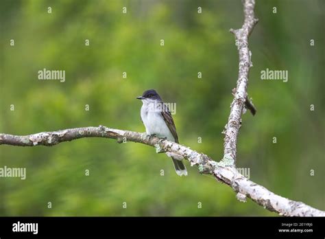 One Adult Kingbird Hi Res Stock Photography And Images Alamy