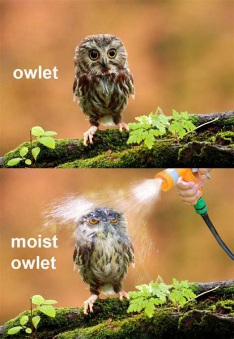 20 Hilariously Adorable Owl Memes