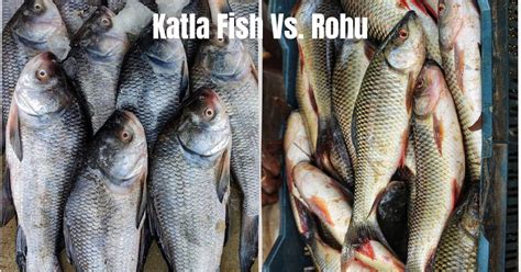 Katla Fish Vs Rohu A Delicious Comparison Of Two Popular Fish Varieties