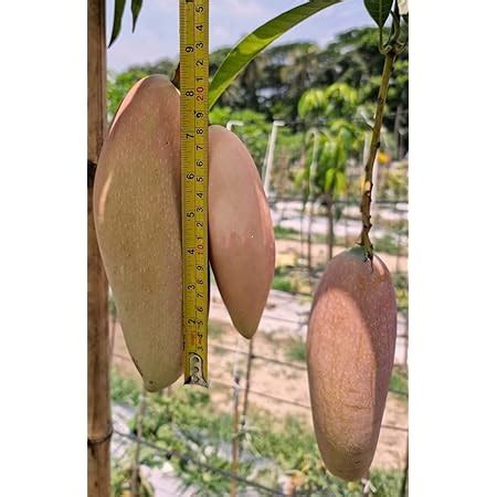 GreenCaart Red Ivory Mango Hybrid 1 Healthy Live Plant Grafted