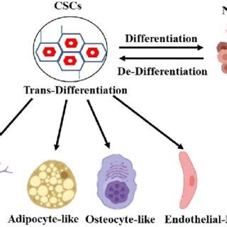 Cellular Plasticity In Precursors Of Epithelial Ovarian Cancer Gives