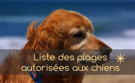 Liste des plages autorisées pour les chiens Animaniacs