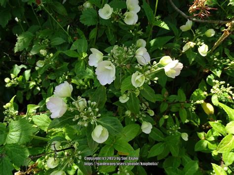 Cascade Hydrangea Hydrangea Runaway Bride Snow White In The