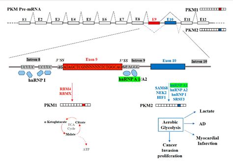 Figure 2 From HnRNP A1 In RNA Metabolism Regulation And As A Potential