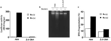 E Ects Of Dominant Negative C Jun On The Activation Of AP 1 And DNA