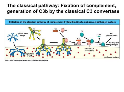 C1q Complement Activation Classical Pathway Telegraph