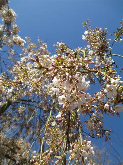 Prunus Subhirtella Pendula Weeping Higan Cherry