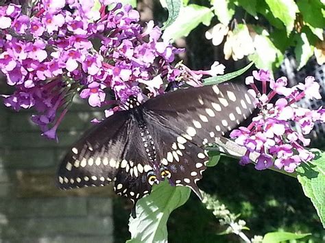 Black Swallowtail Butterfly Closeup Rosetta Mcclain Gardens