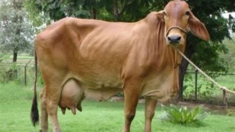 cow :- Which breeds of cow give more milk in India?