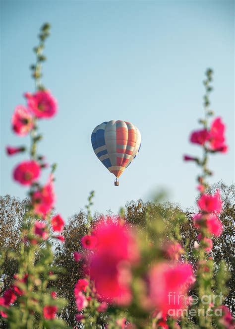 Colorful Hot Air Balloons Flying On Garden Photograph By Thanayu Jongwattanasilkul Fine Art