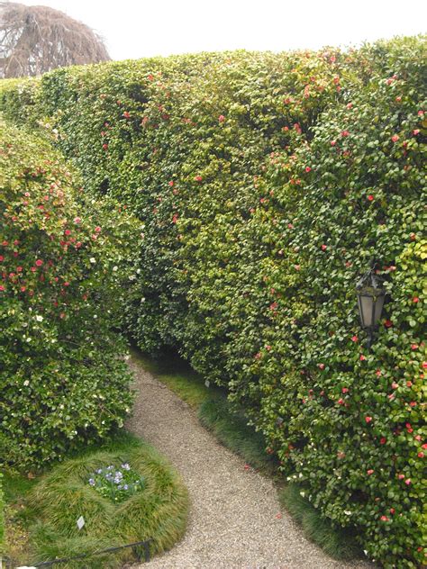 Beautiful Camellia Hedges At Villa Carlotta