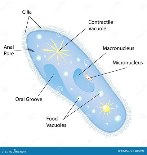 Anatomy Of A Paramecium Vector Stock Vector Illustration Of