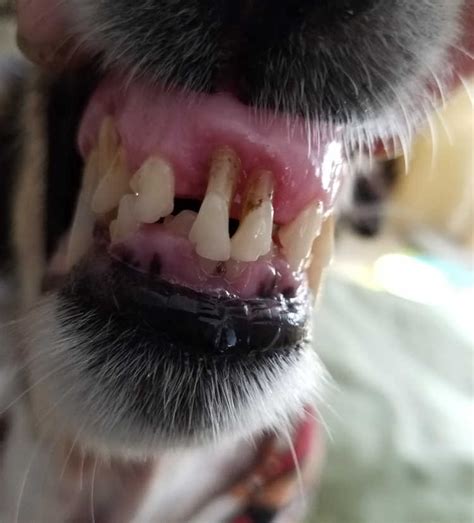 Tooth Abscess In Dogs What It Is And How To Cure It 53 Off