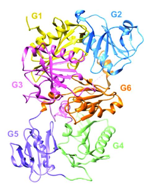 Structure Of The Six Homologue Domains Of GSN Schematic Representation