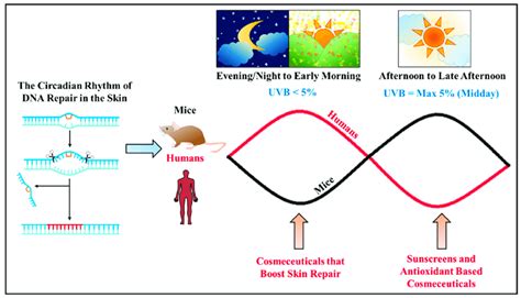 The Circadian Rhythm Of Dna Repair In The Skin Of Both Humans And Mice