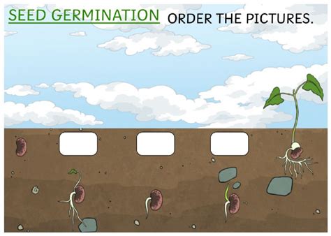 Seed Germination Interactive Worksheet Interactive Seed Germination