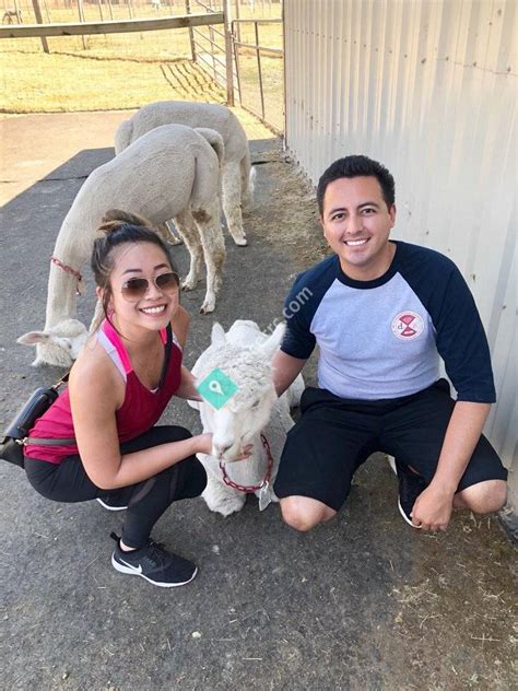 Alpacas At Marquam Hill Ranch Molalla