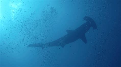 Hammerhead Shark Bites Kayakers Leg Near Malibu Fox 5 San Diego