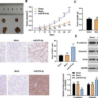 Mir P Facilitated Tumor Growth And Emt Phenotype In Vivo N