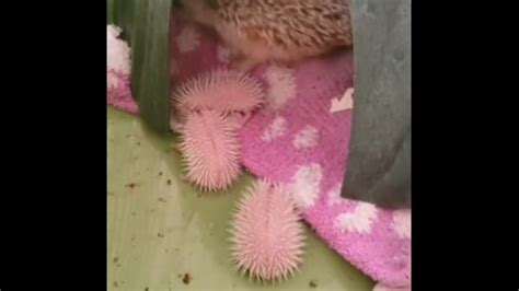 Video of baby hedgehogs with their mama surprises people. Here’s why ...