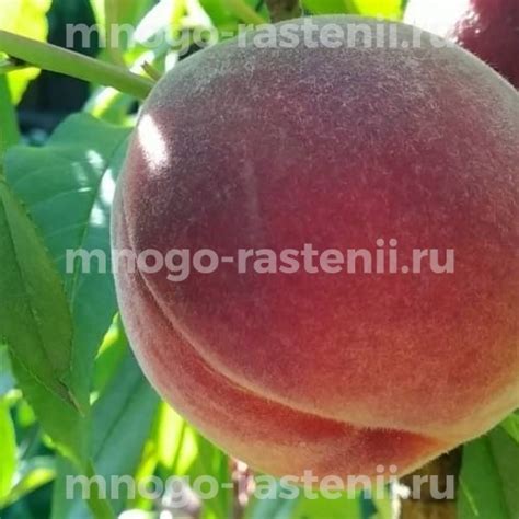 Саженцы Персик Флеминг Фьюри купить по цене 1000 руб. в Москве с ...