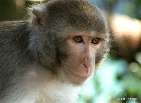 Photographic Wildlife Stories In Uk Hong Kong A Visit To The Macaque