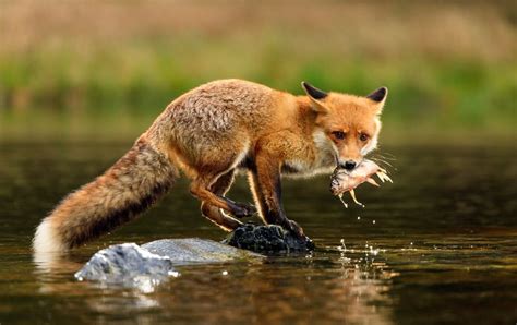 How Do Red Foxes Hunt