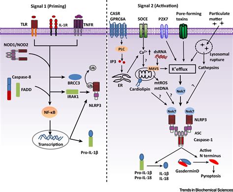 Mechanism And Regulation Of Nlrp Inflammasome Activation Trends In