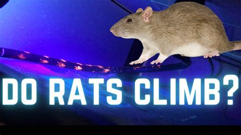 CAN RATS CLIMB This Evidence Says Rats Climb We PROVE THEY CAN