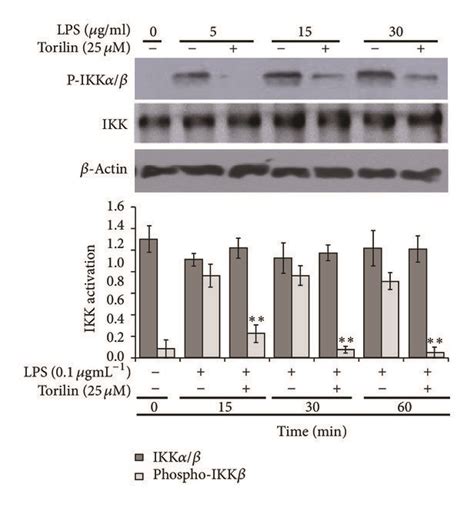 Torilin Suppresses Lps Induced Ikk And Map K Complex Activation And