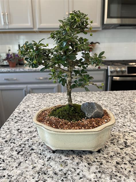 My First Bonsai 10 Year Old Fukien Tea Tree Already Obsessed Excited