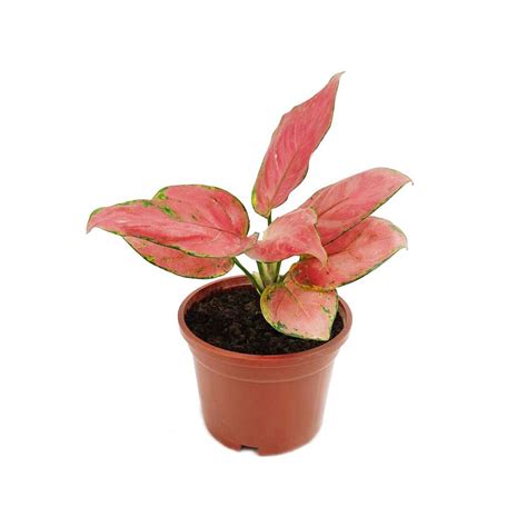 Aglaonema Pink Buy Lady Valentine In Abu Dhabi Dubai UAE