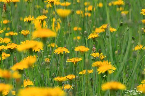 Seth Berry Photography Flowers Dandelions