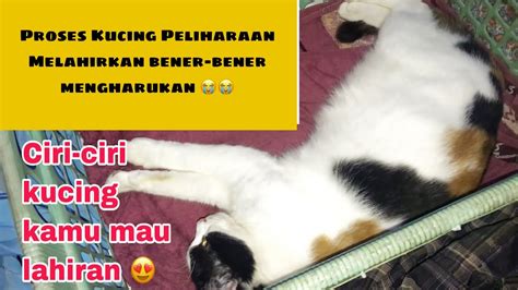 Cara Mengawinkan Kucing Yang Benar Hingga Berhasil Hamil Dan Cara