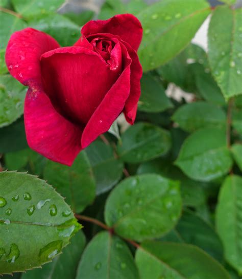 ROSA VERMELLA rosa roja JOAN BIARNÉS Flickr