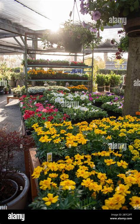 The Sloat Garden Center Is A Nursery Chain Which Sells Many Different