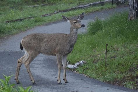 Everything You Want To Know About Muntjac Deer Face Scent Glands