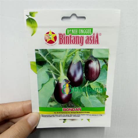 Jual Benih Bibit Biji Terong Terung Pondoh Ungu Bondan Bintang Asia