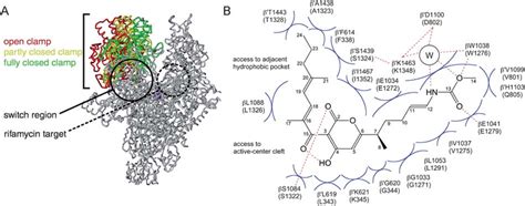 Structure Of The Bacterial Rna Polymerase Rnap And The Mechanism Of