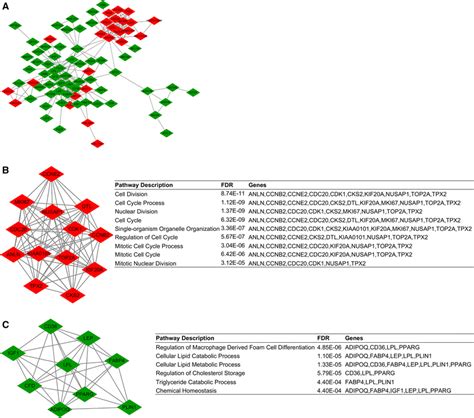 Proteinprotein Interaction Network Analysis Of The Differentially