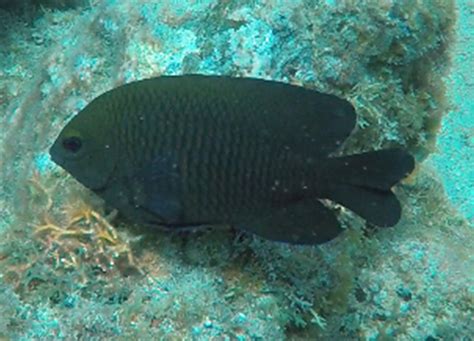Damselfish Dusky Damselfish Sea Stuff