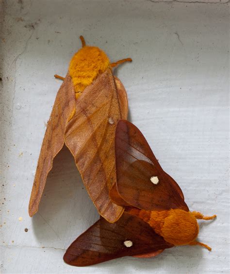 Orange-Striped Spiny Oakworm Moth (Anisota Senatoria): Mating Pair ...