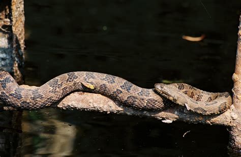 North Carolina Adventure Access: Snake Story!!