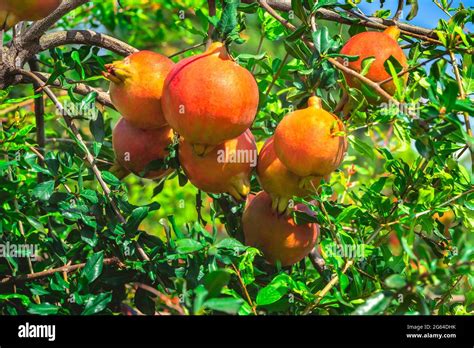 Primer Plano Mostrando Grupo De Frutos De Granada Punica Granatum