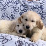 Golden Retriever Kopen Erkende Hondenkennel