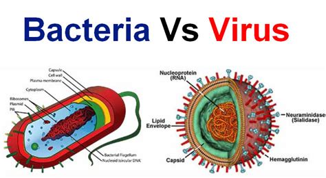 Virus E Bacterias - Bacterias vs Virus: ¿cuál es la diferencia?