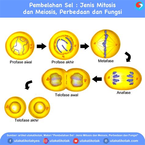 Tujuan Dan Perbedaan Pembelahan Mitosis Dan Meiosis Pusat Informasi