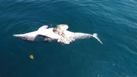 Golfinho é encontrado morto no mar de Angra dos Reis RJ Sul do Rio e